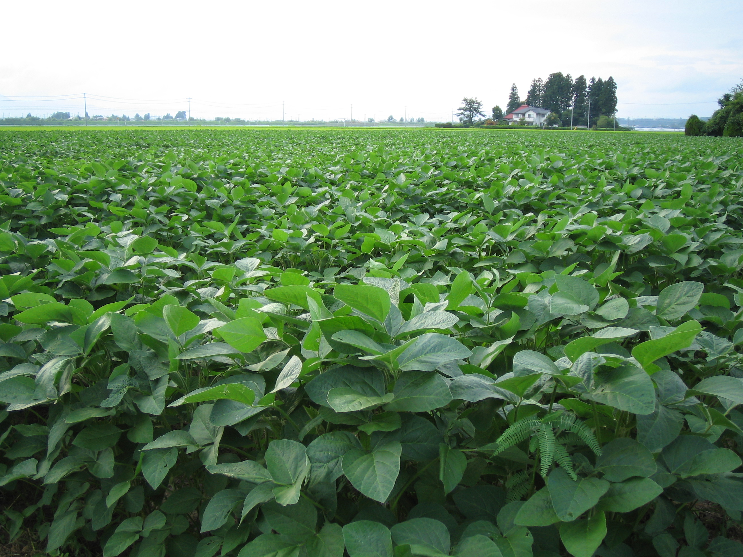 大豆畑